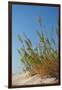 Greece, Crete, Elafonisi, Dune Grass, Nature Conservation-Catharina Lux-Framed Photographic Print