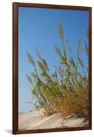 Greece, Crete, Elafonisi, Dune Grass, Nature Conservation-Catharina Lux-Framed Photographic Print