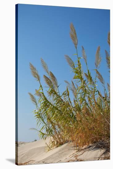 Greece, Crete, Elafonisi, Dune Grass, Nature Conservation-Catharina Lux-Stretched Canvas