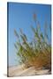 Greece, Crete, Elafonisi, Dune Grass, Nature Conservation-Catharina Lux-Stretched Canvas