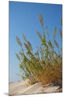 Greece, Crete, Elafonisi, Dune Grass, Nature Conservation-Catharina Lux-Mounted Premium Photographic Print