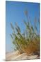 Greece, Crete, Elafonisi, Dune Grass, Nature Conservation-Catharina Lux-Mounted Premium Photographic Print