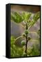 Greece, Crete, Fig Tree-Catharina Lux-Framed Stretched Canvas