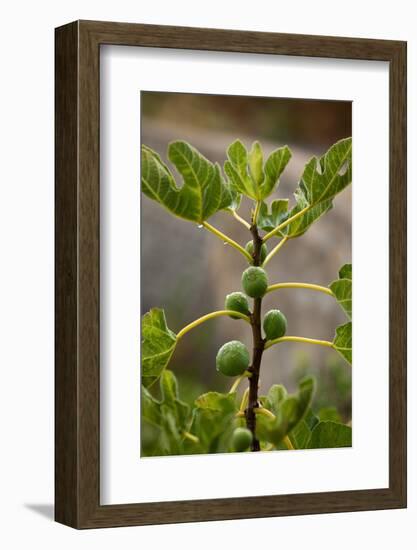 Greece, Crete, Fig Tree-Catharina Lux-Framed Photographic Print