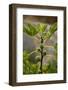 Greece, Crete, Fig Tree-Catharina Lux-Framed Photographic Print