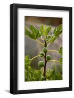 Greece, Crete, Fig Tree-Catharina Lux-Framed Photographic Print