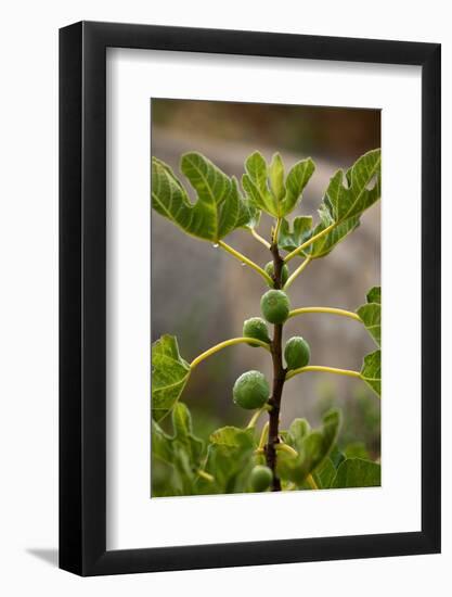 Greece, Crete, Fig Tree-Catharina Lux-Framed Photographic Print