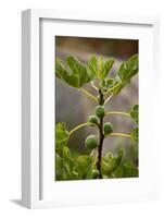 Greece, Crete, Fig Tree-Catharina Lux-Framed Photographic Print