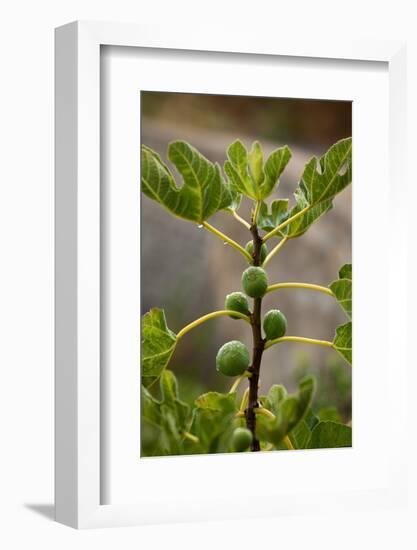 Greece, Crete, Fig Tree-Catharina Lux-Framed Photographic Print