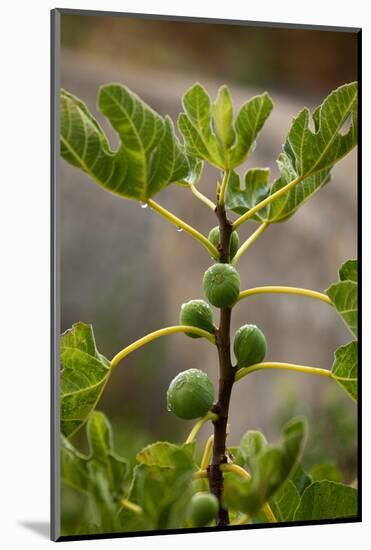 Greece, Crete, Fig Tree-Catharina Lux-Mounted Photographic Print