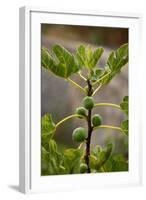 Greece, Crete, Fig Tree-Catharina Lux-Framed Photographic Print