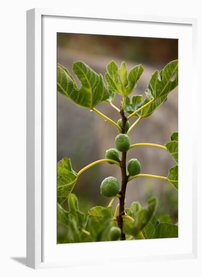 Greece, Crete, Fig Tree-Catharina Lux-Framed Photographic Print