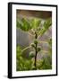 Greece, Crete, Fig Tree-Catharina Lux-Framed Photographic Print