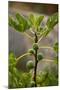 Greece, Crete, Fig Tree-Catharina Lux-Mounted Photographic Print