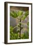 Greece, Crete, Fig Tree-Catharina Lux-Framed Photographic Print