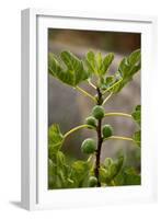 Greece, Crete, Fig Tree-Catharina Lux-Framed Photographic Print