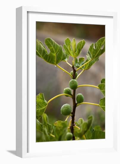 Greece, Crete, Fig Tree-Catharina Lux-Framed Photographic Print