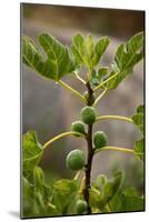 Greece, Crete, Fig Tree-Catharina Lux-Mounted Photographic Print