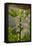 Greece, Crete, Fig Tree-Catharina Lux-Framed Stretched Canvas
