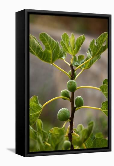 Greece, Crete, Fig Tree-Catharina Lux-Framed Stretched Canvas