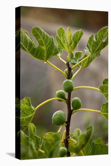 Greece, Crete, Fig Tree-Catharina Lux-Stretched Canvas