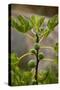 Greece, Crete, Fig Tree-Catharina Lux-Stretched Canvas