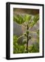 Greece, Crete, Fig Tree-Catharina Lux-Framed Premium Photographic Print