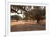 Greece, Crete, Olive Grove-Catharina Lux-Framed Photographic Print