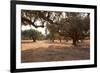 Greece, Crete, Olive Grove-Catharina Lux-Framed Photographic Print