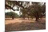 Greece, Crete, Olive Grove-Catharina Lux-Mounted Photographic Print