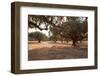 Greece, Crete, Olive Grove-Catharina Lux-Framed Photographic Print