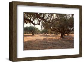 Greece, Crete, Olive Grove-Catharina Lux-Framed Photographic Print