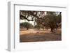 Greece, Crete, Olive Grove-Catharina Lux-Framed Photographic Print