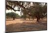 Greece, Crete, Olive Grove-Catharina Lux-Mounted Photographic Print