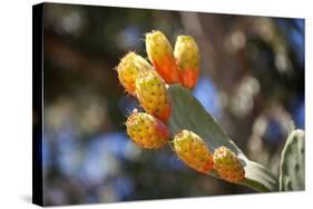 Greece, Crete, Prickly Pears-Catharina Lux-Stretched Canvas