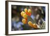 Greece, Crete, Prickly Pears-Catharina Lux-Framed Photographic Print