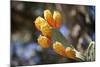 Greece, Crete, Prickly Pears-Catharina Lux-Mounted Photographic Print