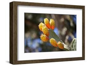 Greece, Crete, Prickly Pears-Catharina Lux-Framed Photographic Print