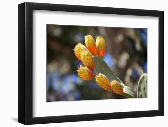 Greece, Crete, Prickly Pears-Catharina Lux-Framed Photographic Print