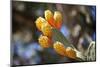 Greece, Crete, Prickly Pears-Catharina Lux-Mounted Photographic Print