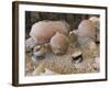 Greece, Cyclades Islands, Santorini, Vases and Amphorae at Akrotiri Archaeological Site-null-Framed Giclee Print