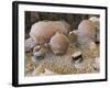 Greece, Cyclades Islands, Santorini, Vases and Amphorae at Akrotiri Archaeological Site-null-Framed Giclee Print