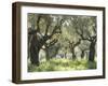 Greece, Olive Grove-Thonig-Framed Premium Photographic Print