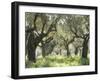 Greece, Olive Grove-Thonig-Framed Premium Photographic Print