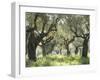 Greece, Olive Grove-Thonig-Framed Premium Photographic Print