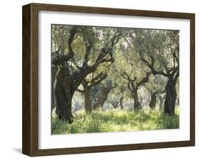 Greece, Olive Grove-Thonig-Framed Photographic Print