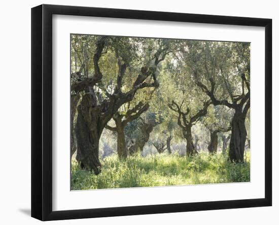 Greece, Olive Grove-Thonig-Framed Photographic Print