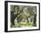 Greece, Olive Grove-Thonig-Framed Photographic Print