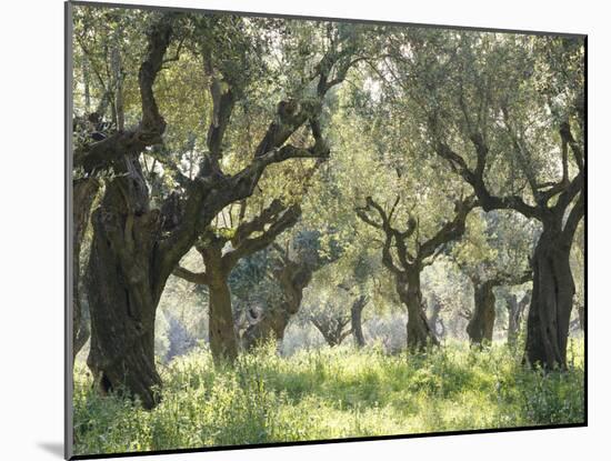 Greece, Olive Grove-Thonig-Mounted Photographic Print