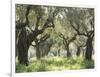 Greece, Olive Grove-Thonig-Framed Photographic Print